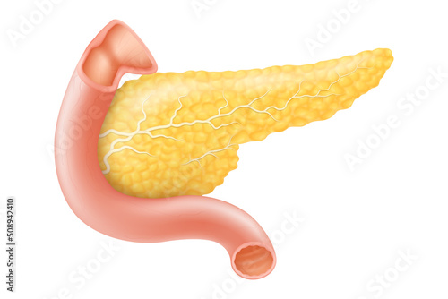 Pancreas, human internal organ anatomy vector Illustration on a white background, flat design