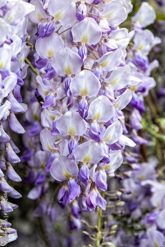 Blooming spring purple wisteria 