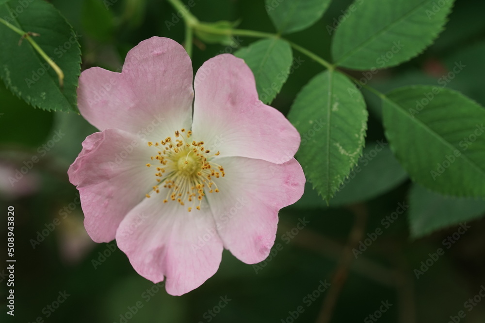 Nahaufnahme, Flora und Fauna am Beispiel einer Hundsrose, Rosa canina Nahaufnahme, Flora und Fauna am Beispiel einer Hundsrose, Rosa canina