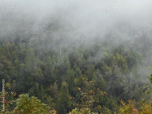 Bosque con neblina 