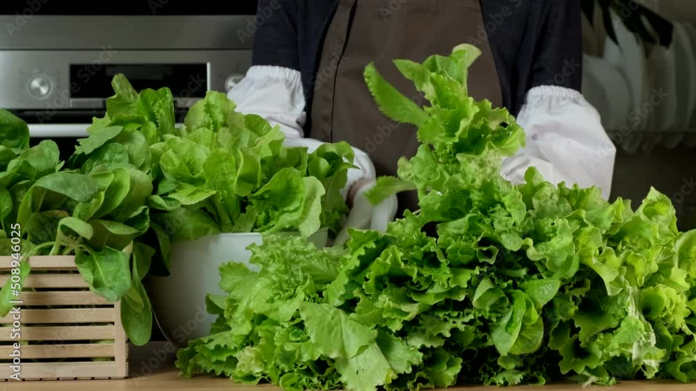 Green lettuce of cabbage leaves, lactuca sativa and spinach leaves. Concept of healthy nutrition, healthy food, lifestyle, diet, vegetarian meal, organic food. Making green salad, cooking with greens Green lettuce of cabbage leaves, lactuca sativa and spinach leaves. Concept of healthy nutrition, healthy food, lifestyle, diet, vegetarian meal, organic food. Making green salad, cooking with greens