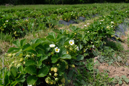 Champ de fraisiers poussant en Bretagne photo