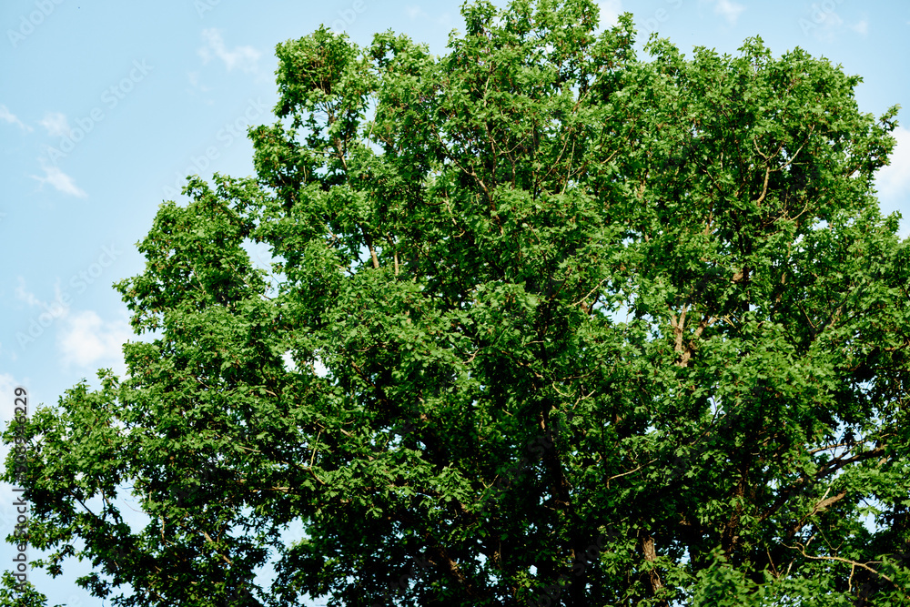 Spring green leaves on a tree against a blue sky,