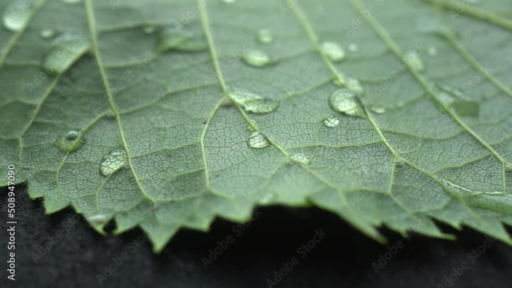 Leaf Texture With Raindrops Slider Shot Leaf Texture With Raindrops Slider Shot