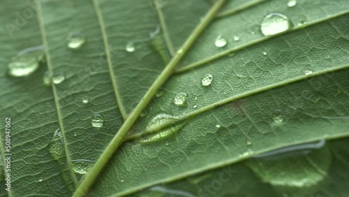 Macro Leaf Texture With Raindrops Slider Shot photo