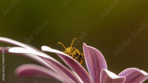 Pollen -covered beetle on top of a daisy flower. 