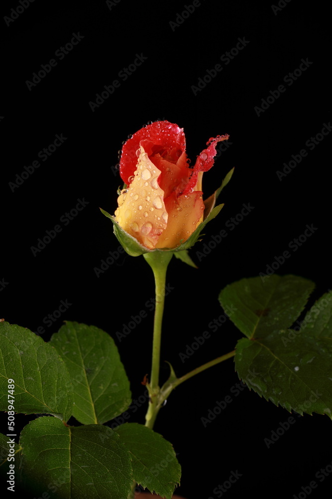 Obraz premium incredibly beautiful red rose in the studio