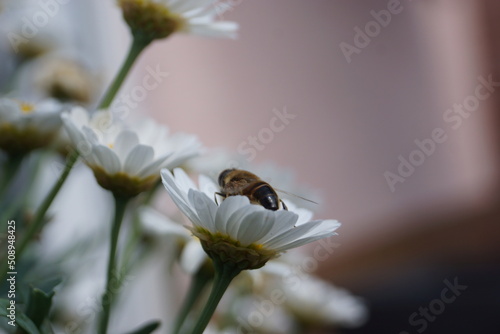 Fotografía Blumen und Pflanzen in voller Blüte in den Blüten eine Hummel