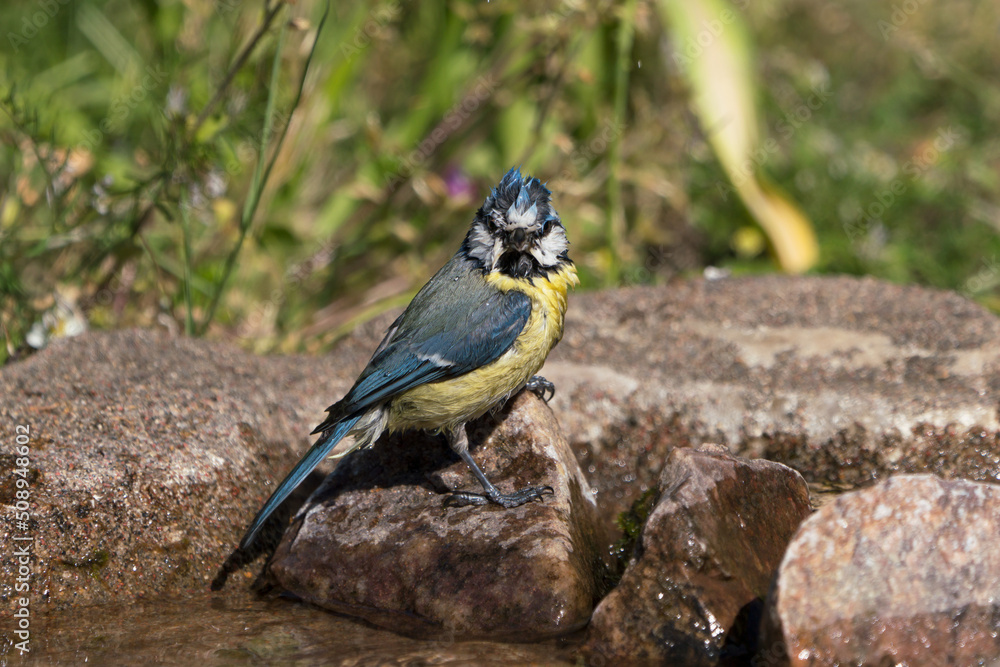 Obraz premium Side view of cute wet blue tit bird sitting on a rock after bathing while looking directly at the viewer