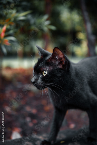black stray cat © Antoni