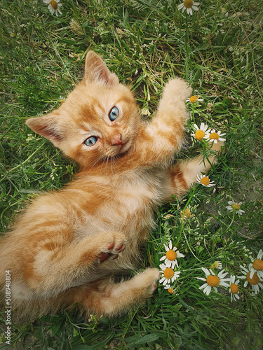 Playful orange kitten lying down on a green grass meadow among flowers. Little ginger cat cute scene outdoors in the nature © psychoshadow