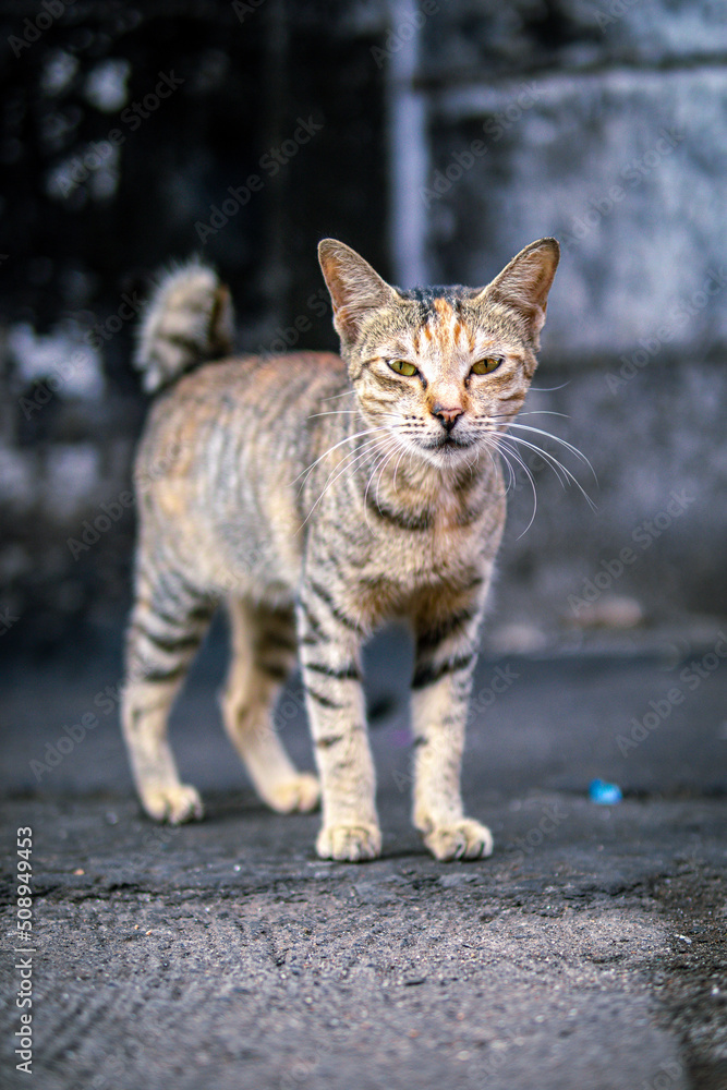 stray cat on the street