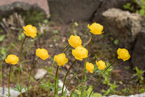 Trollius. Swimsuit flowers. Perennial herbaceous plant of the Buttercup family
