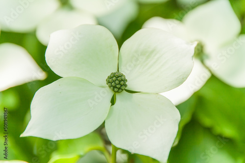 Cornus kousa Kreuzdame photo