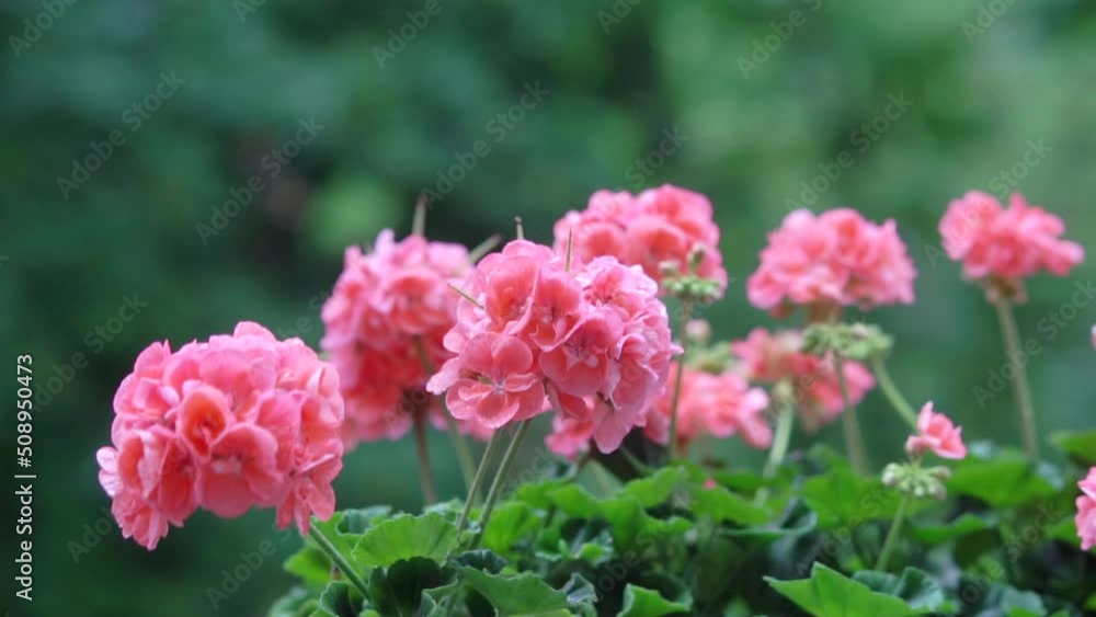 Summer flowers. Geranium in the rain. Sad mood. Summer flowers. Geranium in the rain. Sad mood.