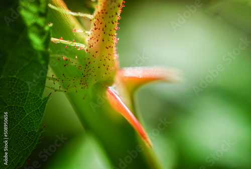 Wild Roses growing in Spring in Windsor in Upstate NY.  The small (about 1mm long) red hairs with a bump at the end are called 