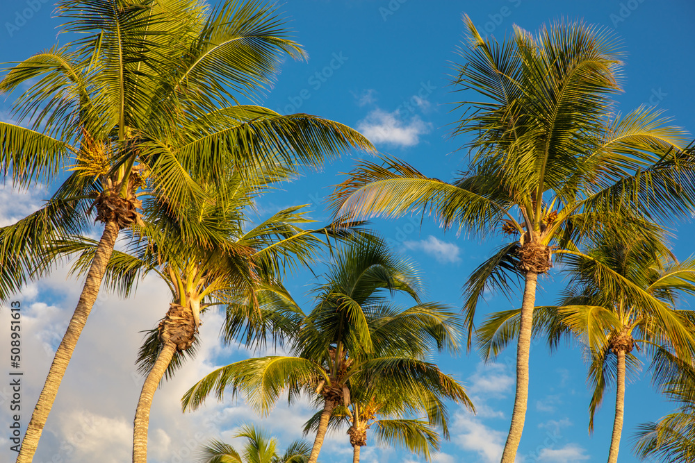 coconut skies