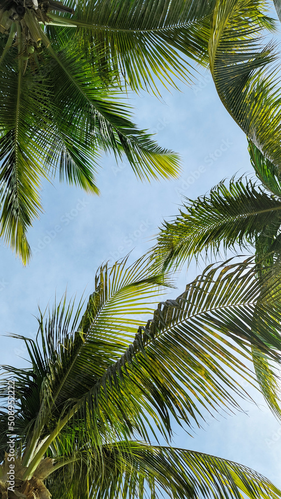 Fototapeta premium Blue Bay, Curaçao Caribbean Beach. Tropical landscape. Beach with palm trees.