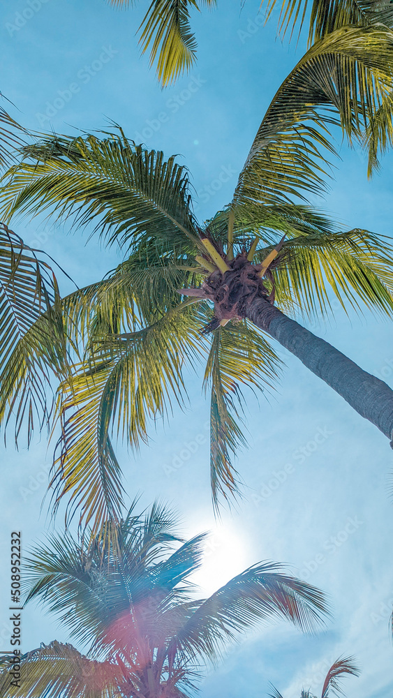 Fototapeta premium Blue Bay, Curaçao Caribbean Beach. Tropical landscape. Beach with palm trees.