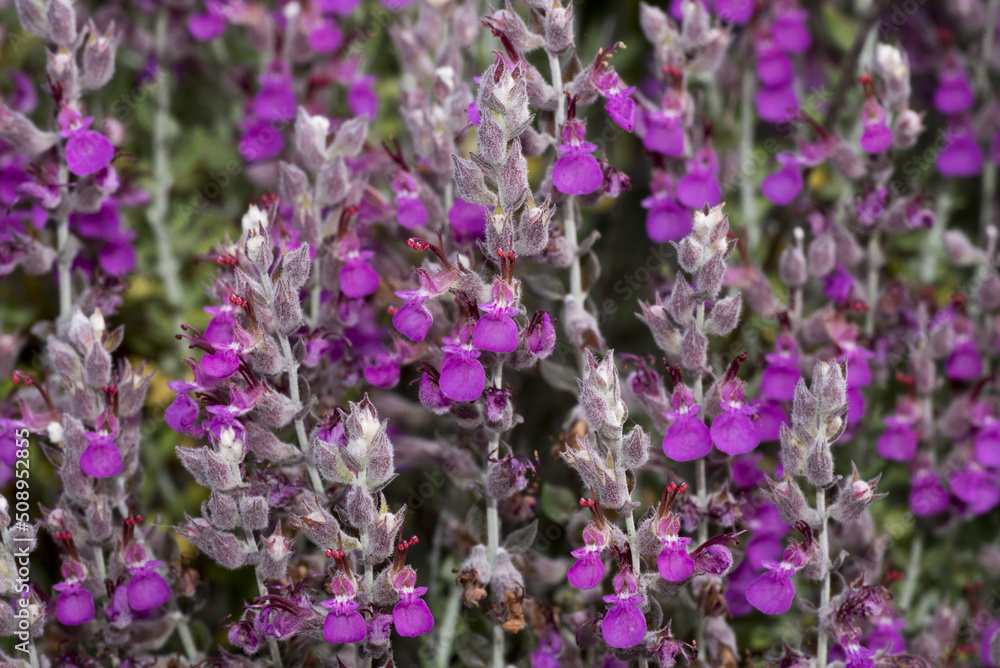 Fototapeta premium Teucrium marum, erba gatto, camedrio