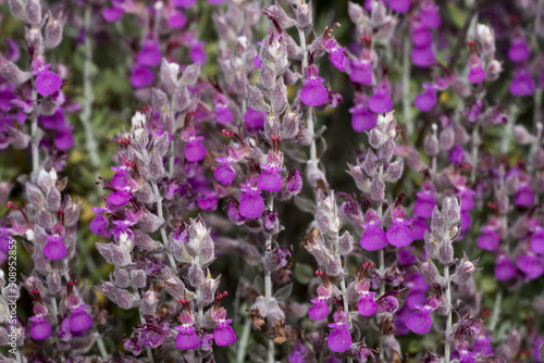 Teucrium marum  erba gatto  camedrio