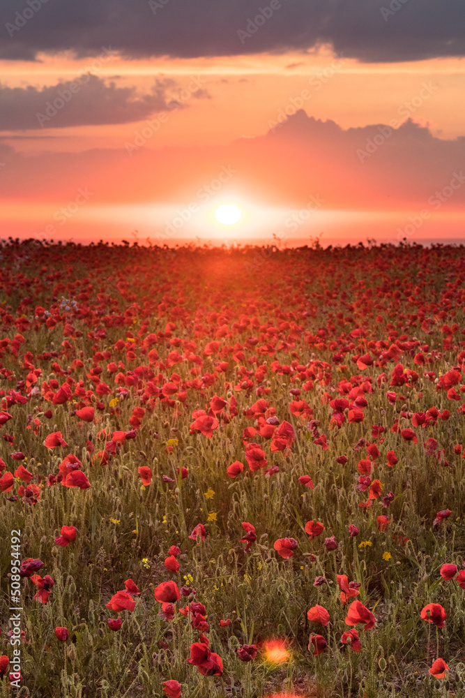 Poppy fields at sunset