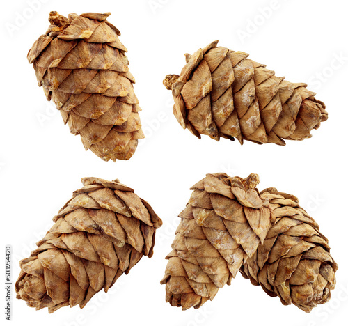 cedar pine cone isolated on white background, clipping path, full depth of field