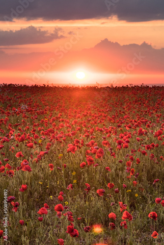 Fototapeta Naklejka Na Ścianę i Meble -  Poppy fields at sunset