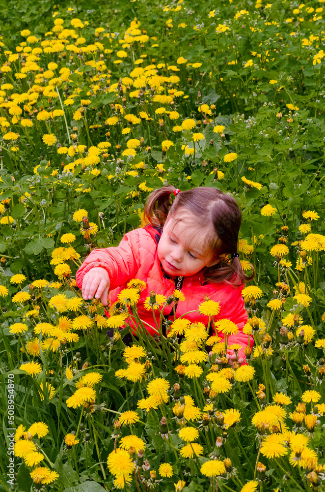 Two-year-old girl among yellow dandelions Two-year-old girl among yellow dandelions