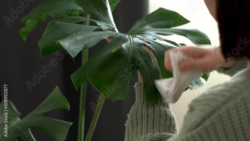 Faceless. Close up view of a woman's hand caring for a home Monstera plant under sunlight. Care and treatment with green leaves of home flowers. Home hobby gardening concept. 4k footage