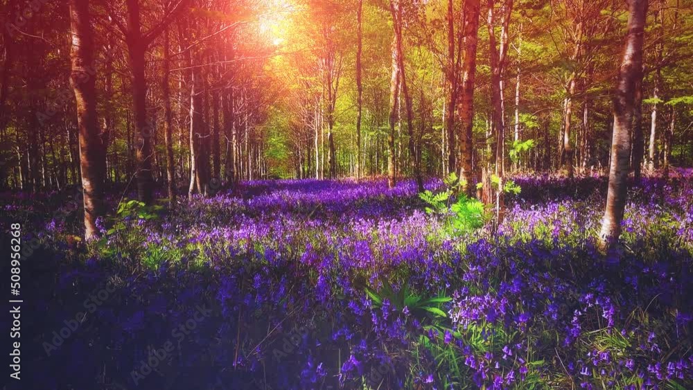 Flying through the spring forest covered with bluebell flowers. Nature background, 4K