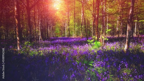 Flying through the spring forest covered with bluebell flowers. Nature background, 4K