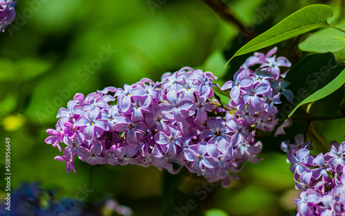 June lilac in Nizhny Tagil. 2022  Ural.                                                             . 2022                 . 