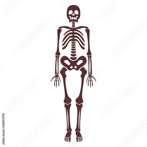 Cartoon brown human skeleton vector isolated object