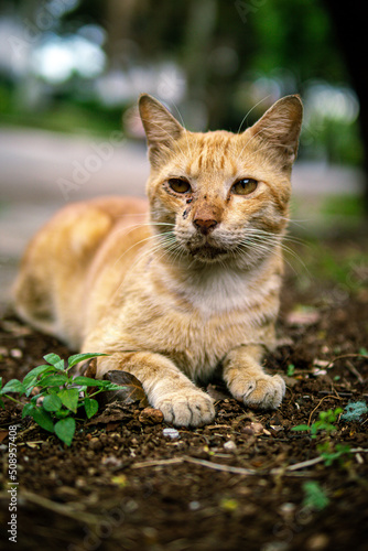 cat in the garden