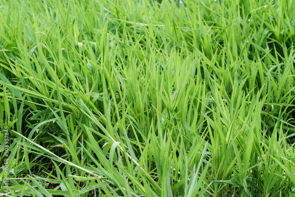 green grass wetland grass green grass wetland grass