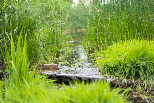 Fototapeta Naklejka Na Ścianę i Meble -  stream green grass natural ecology