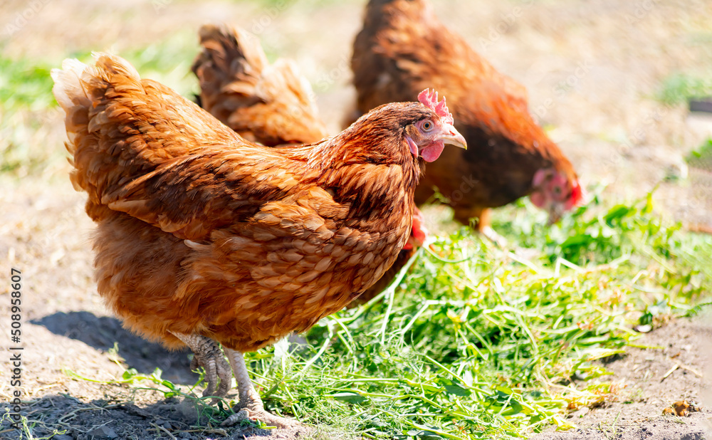 Fototapeta premium Chickens on traditional free range poultry farm