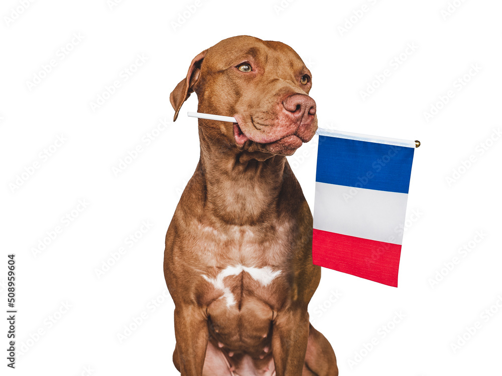 Lovable, pretty dog and French Flag. Closeup, indoors. Studio photo. Congratulations for family, loved ones, relatives, friends and colleagues. Pets care concept Lovable, pretty dog and French Flag. Closeup, indoors. Studio photo. Congratulations for family, loved ones, relatives, friends and colleagues. Pets care concept