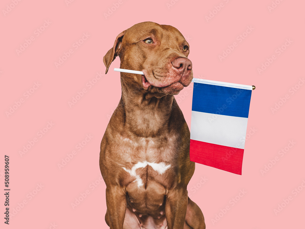 Lovable, pretty dog and French Flag. Closeup, indoors. Studio photo. Congratulations for family, loved ones, relatives, friends and colleagues. Pets care concept