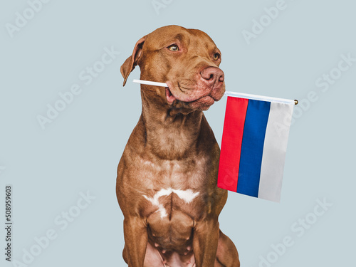 Lovable, pretty dog and Flag of Russia. Closeup, indoors. Studio photo. Congratulations for family, loved ones, relatives, friends and colleagues. Pets care concept