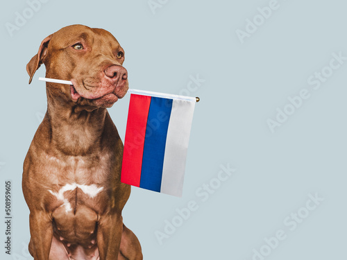Lovable, pretty dog and Flag of Russia. Closeup, indoors. Studio photo. Congratulations for family, loved ones, relatives, friends and colleagues. Pets care concept
