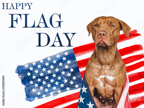 Independence Day. Adorable, lovely brown puppy and American Flag. Closeup, indoors. Studio shot. Congratulations for family, loved ones, friends and colleagues. Pets care concept