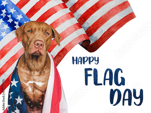 Independence Day. Adorable, lovely brown puppy and American Flag. Closeup, indoors. Studio shot. Congratulations for family, loved ones, friends and colleagues. Pets care concept