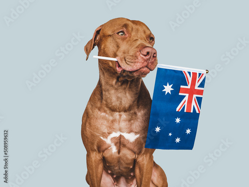 Lovable, pretty dog and Australian Flag. Closeup, indoors. Studio photo. Congratulations for family, loved ones, relatives, friends and colleagues. Pets care concept