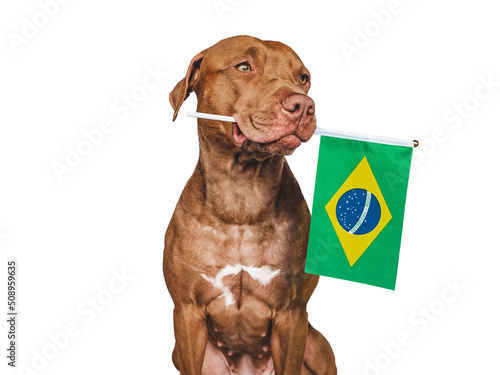 Lovable, pretty dog and Brazilian Flag. Closeup, indoors. Studio photo. Congratulations for family, loved ones, relatives, friends and colleagues. Pets care concept