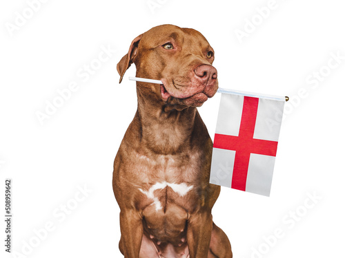 Lovable, pretty dog and Flag of England. Closeup, indoors. Studio photo. Congratulations for family, loved ones, relatives, friends and colleagues. Pets care concept