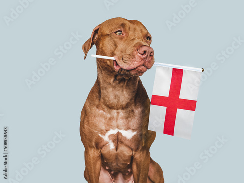 Lovable, pretty dog and Flag of England. Closeup, indoors. Studio photo. Congratulations for family, loved ones, relatives, friends and colleagues. Pets care concept