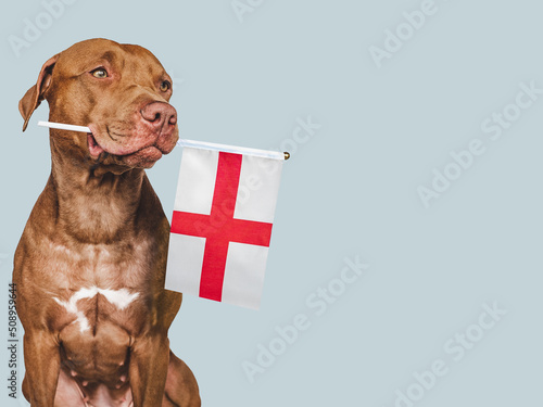 Lovable, pretty dog and Flag of England. Closeup, indoors. Studio photo. Congratulations for family, loved ones, relatives, friends and colleagues. Pets care concept