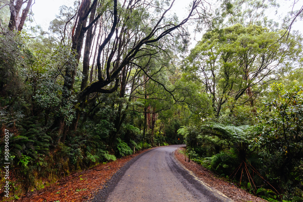 Donna Buang Rd Drive in Victoria Australia Donna Buang Rd Drive in Victoria Australia
